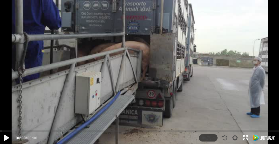 Loading pig video